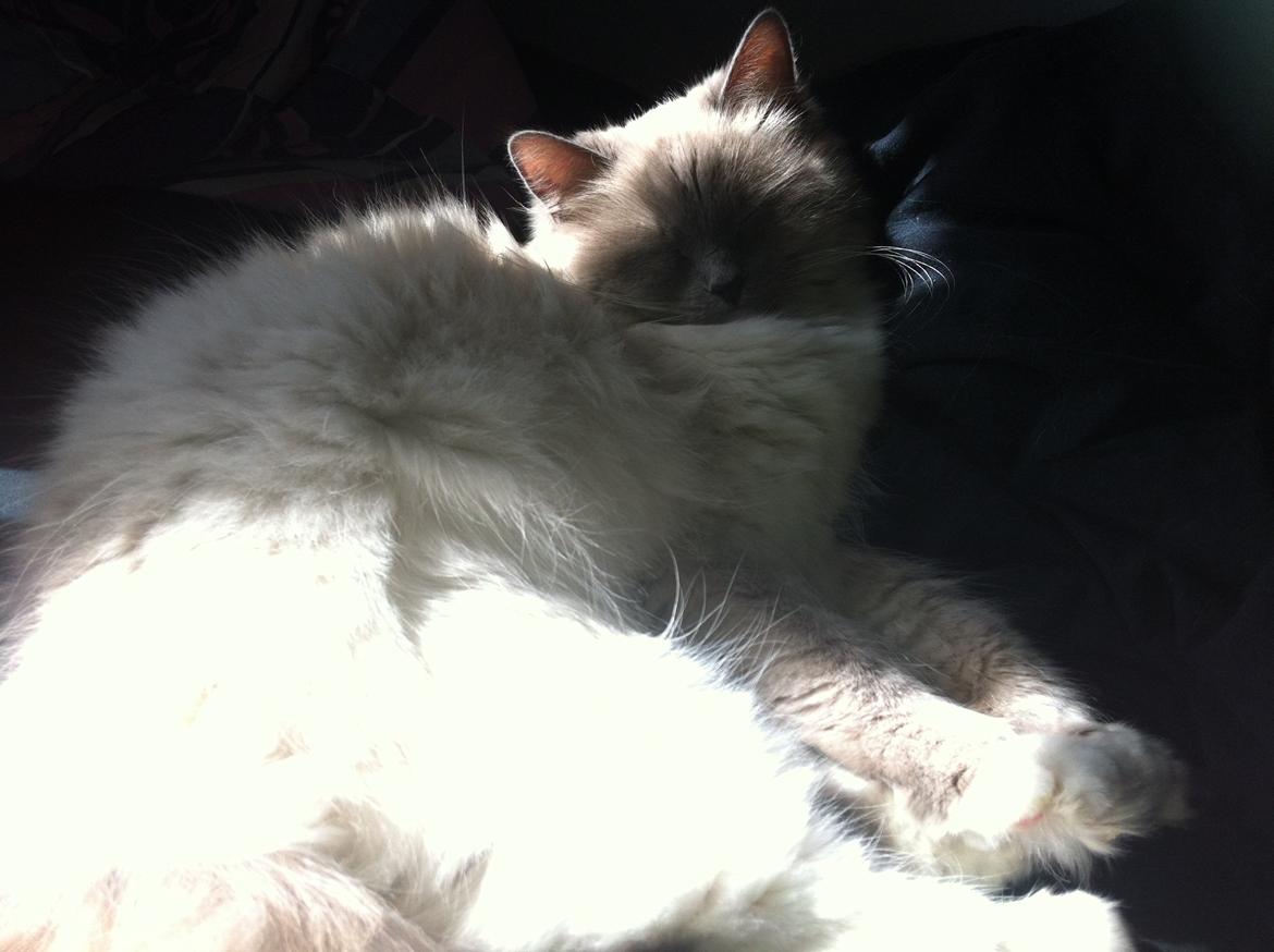 Ragdoll Merle billede 20