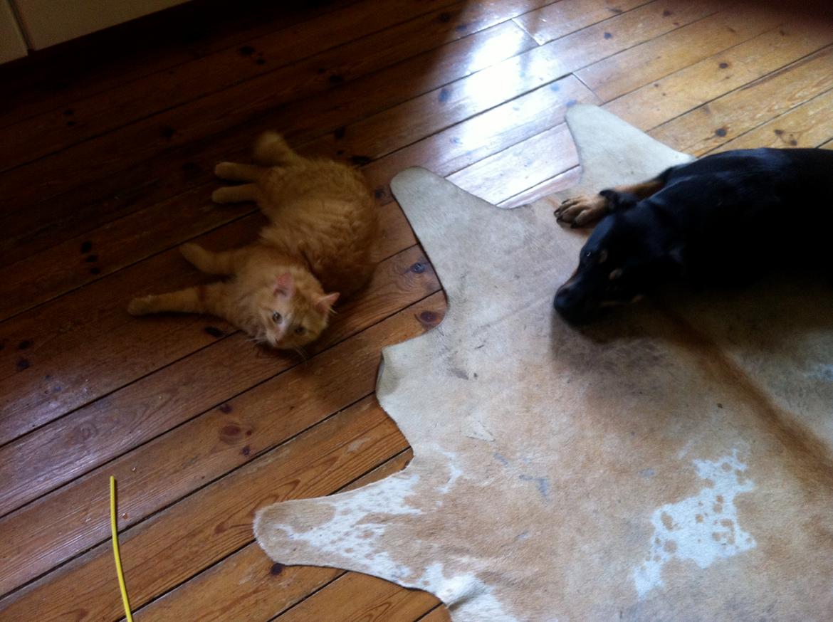 Blanding af racer Lars - Ihh mor, gå væk, vi sover! billede 14