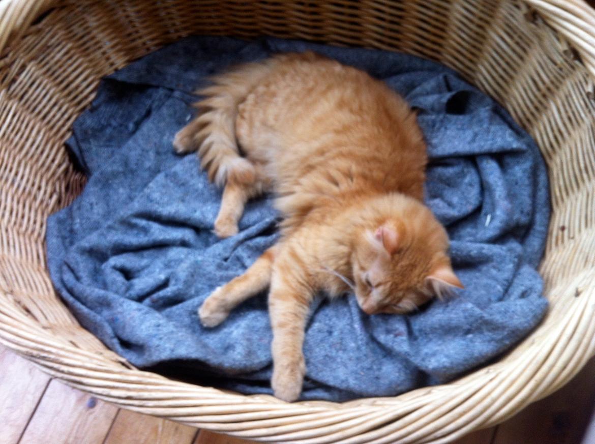 Blanding af racer Lars - Aaah så fik jeg endelig plads i tøsens kurv, aha så kan hun lære det.. billede 15