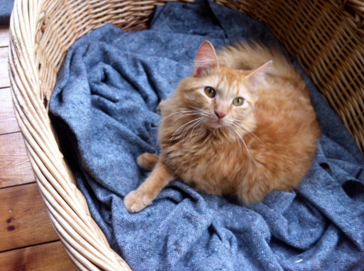 Blanding af racer Lars - Hvad hvad.. Jeg har ikke gjort noget ? :* billede 16