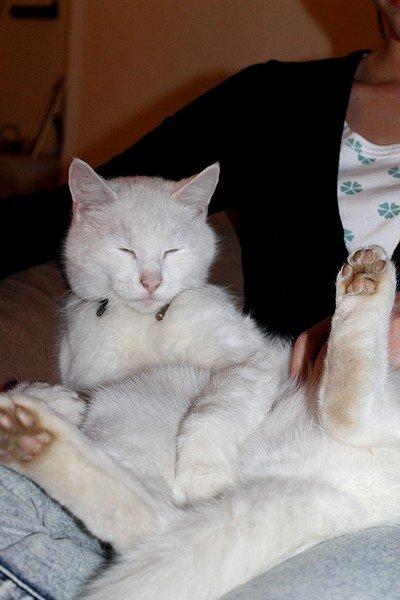 Blanding af racer Alaska billede 17