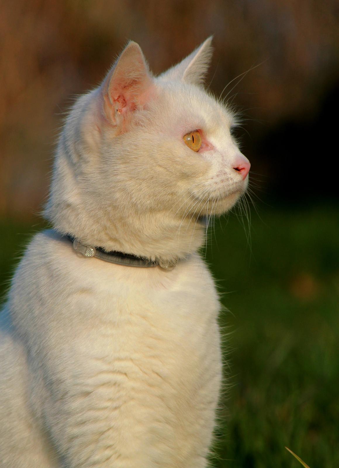 Blanding af racer Alaska billede 18