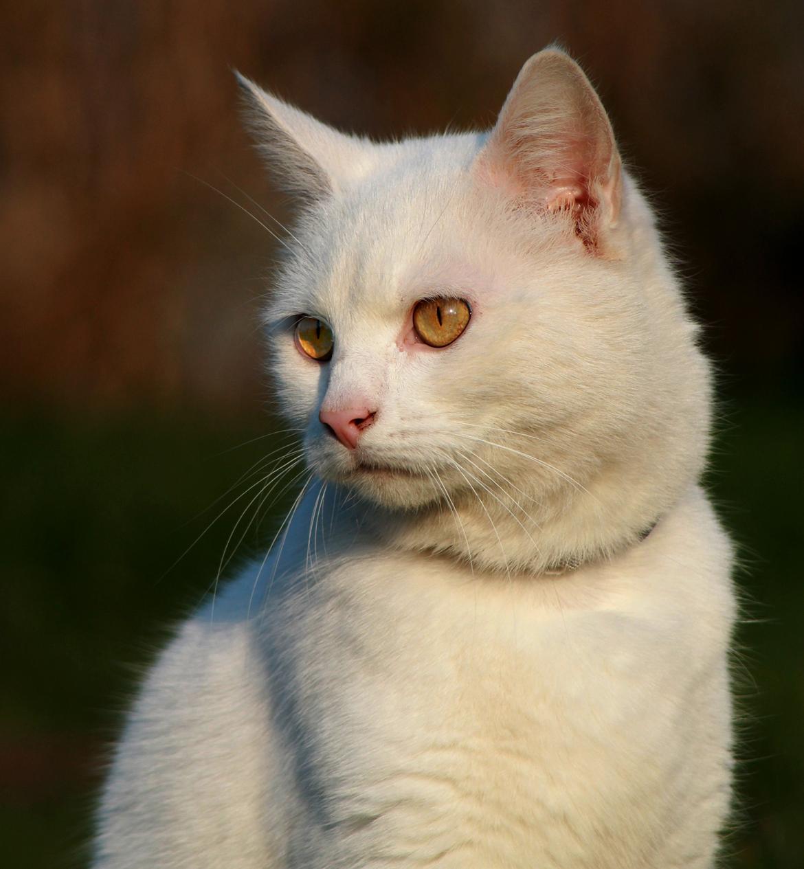 Blanding af racer Alaska billede 2