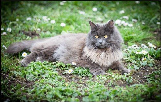 Blanding af racer Mille billede 2