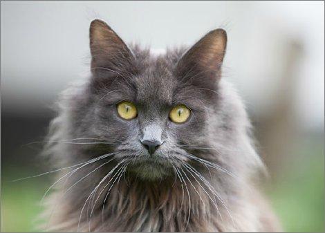 Blanding af racer Mille billede 1