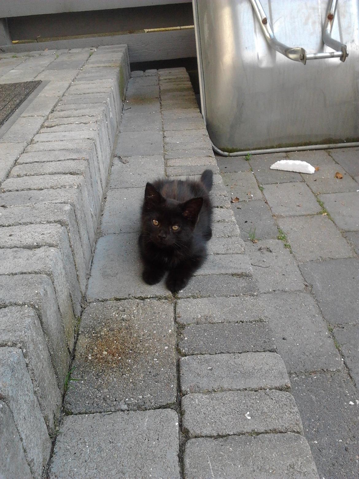 Blanding af racer Tøsen - 10. juli 2011 - hygge i haven :) billede 12