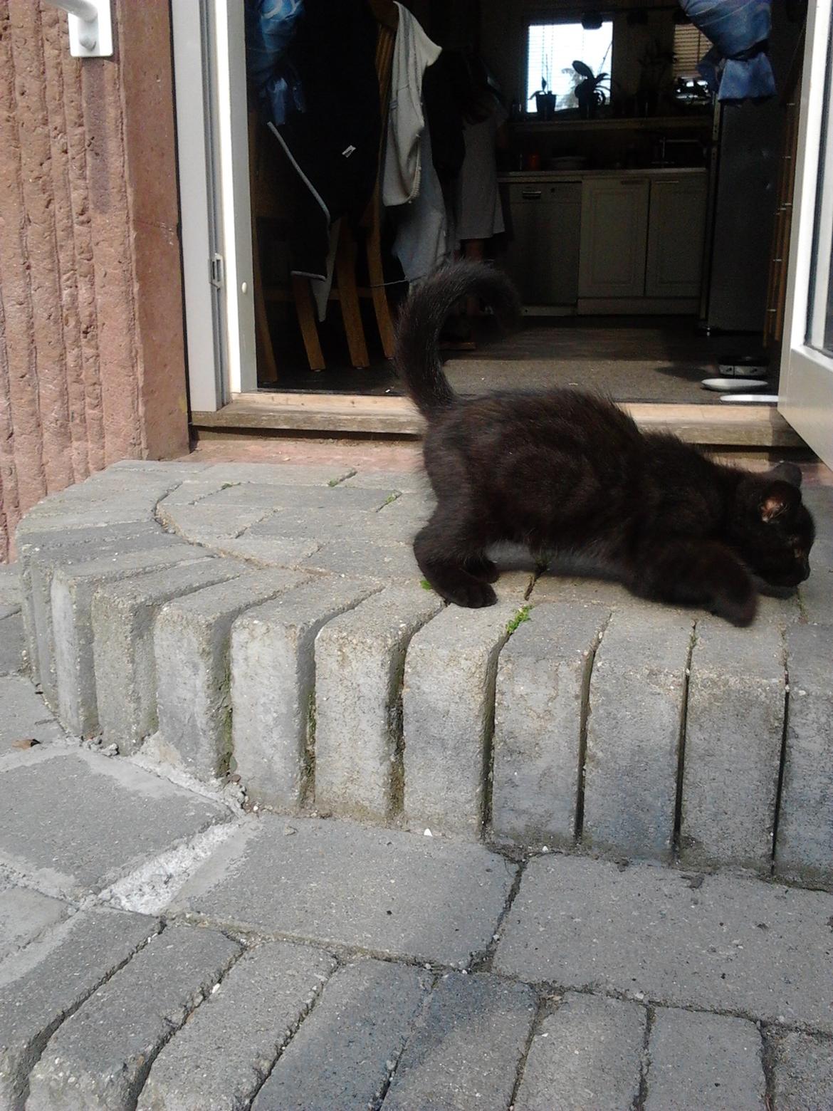 Blanding af racer Tøsen billede 13