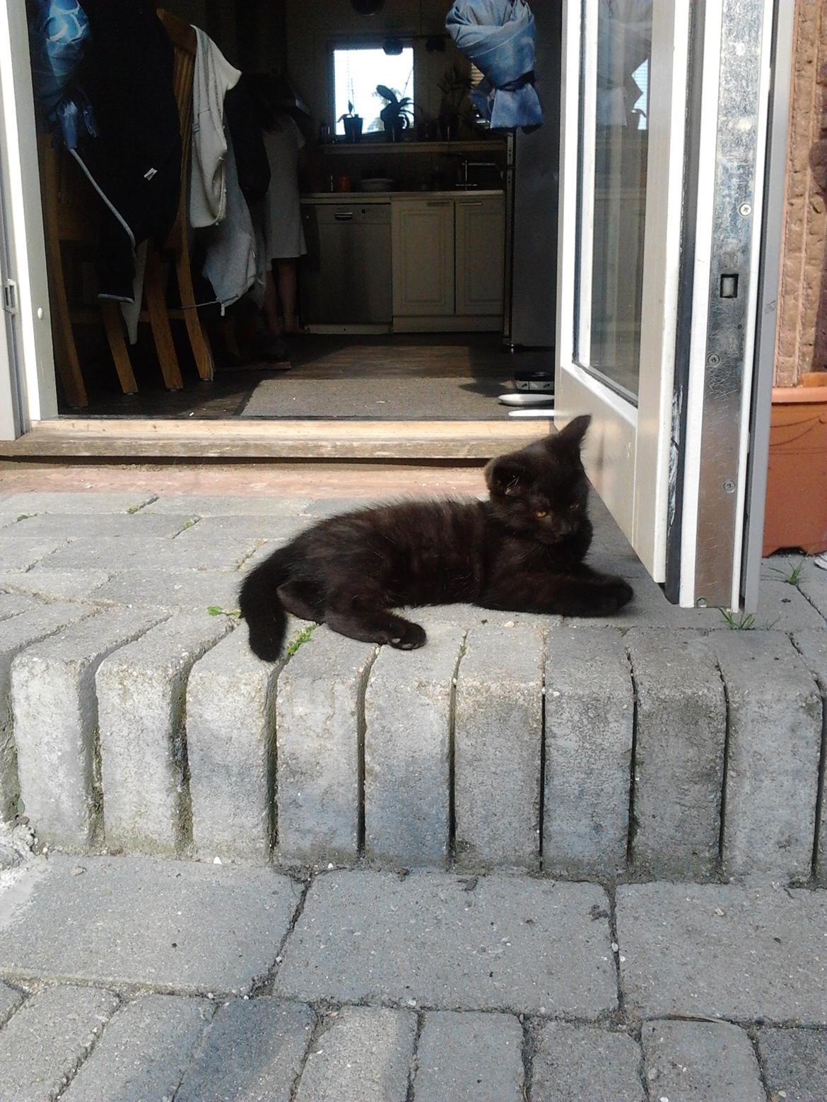 Blanding af racer Tøsen billede 14