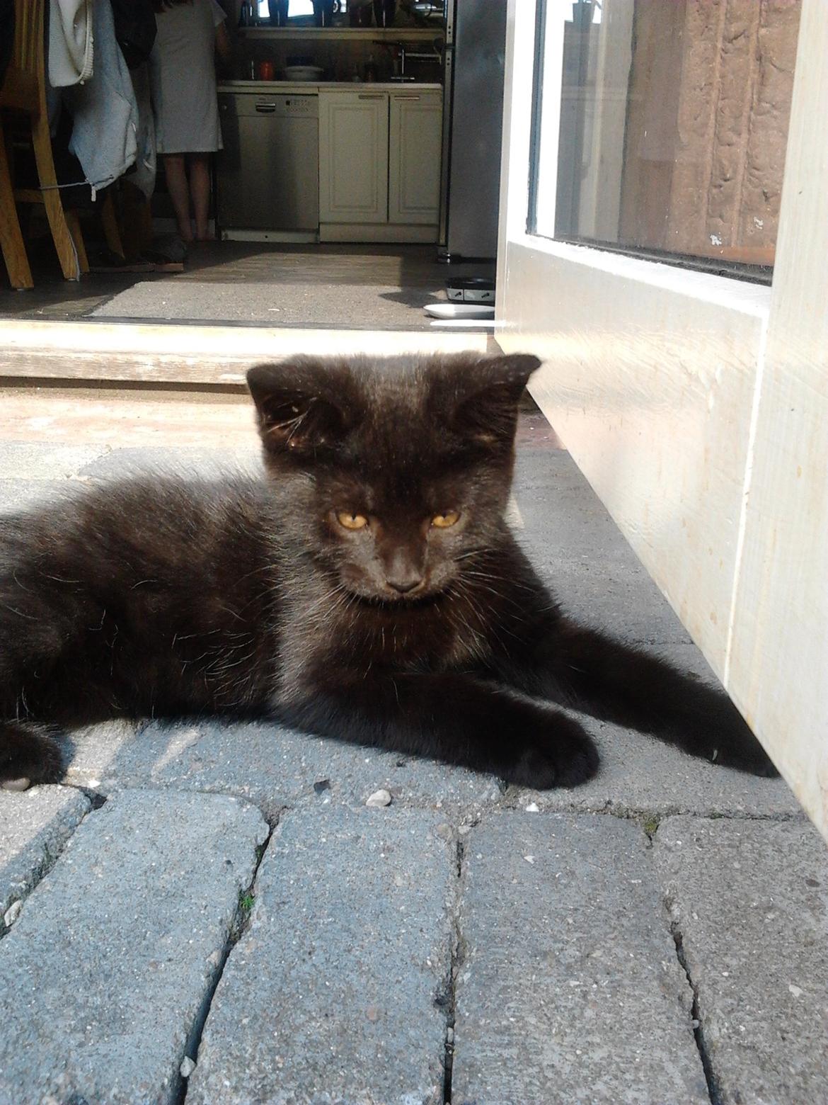 Blanding af racer Tøsen billede 15