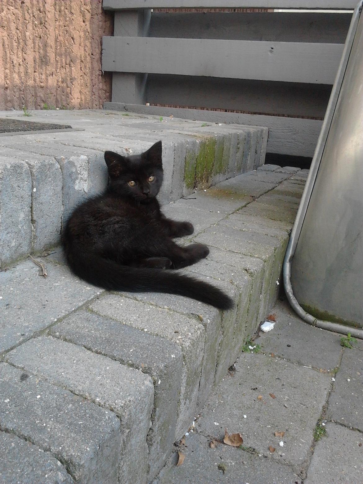 Blanding af racer Tøsen billede 16