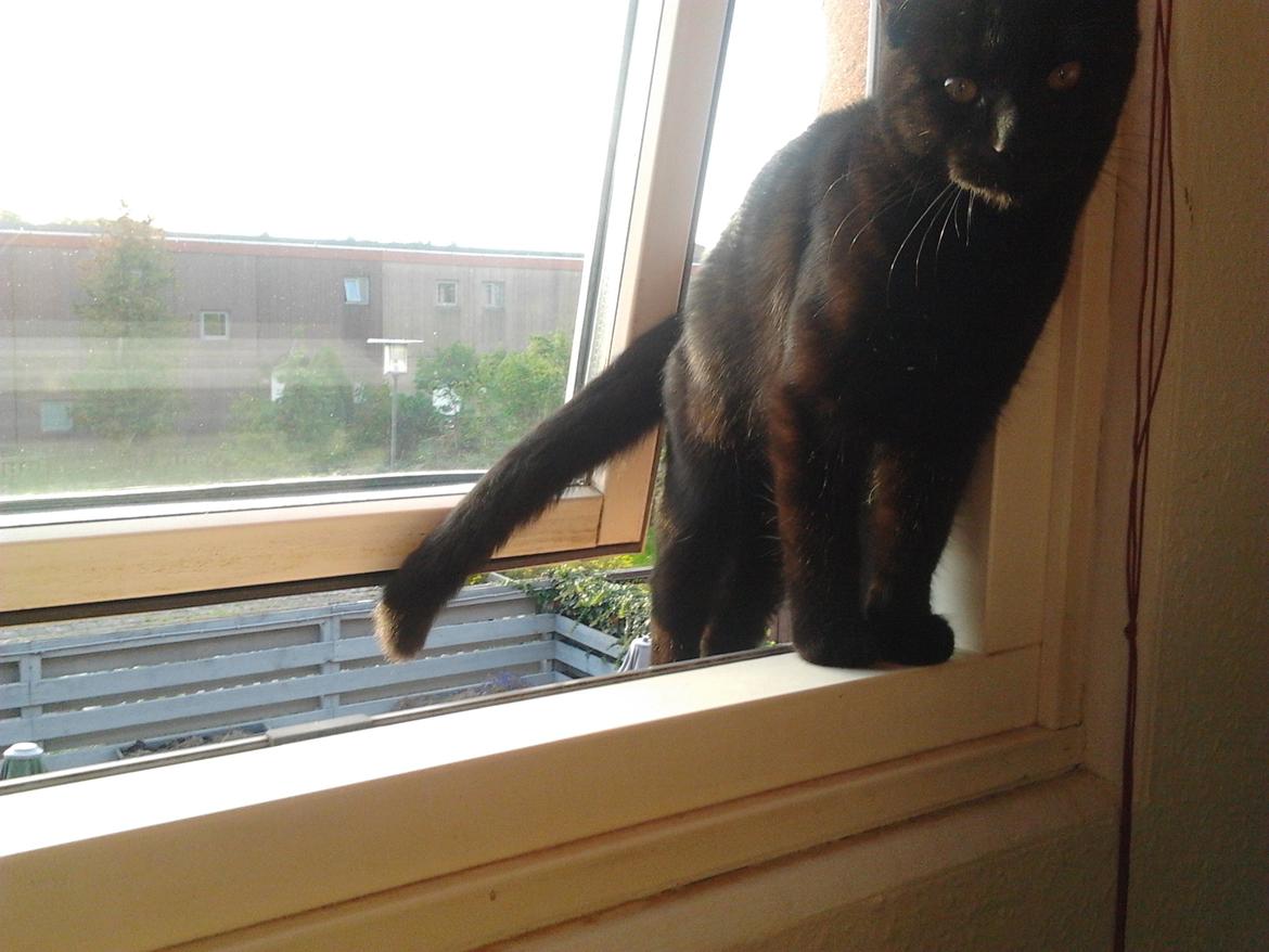 Blanding af racer Tøsen - 23. september 2011 - så blev vi ældre! billede 17