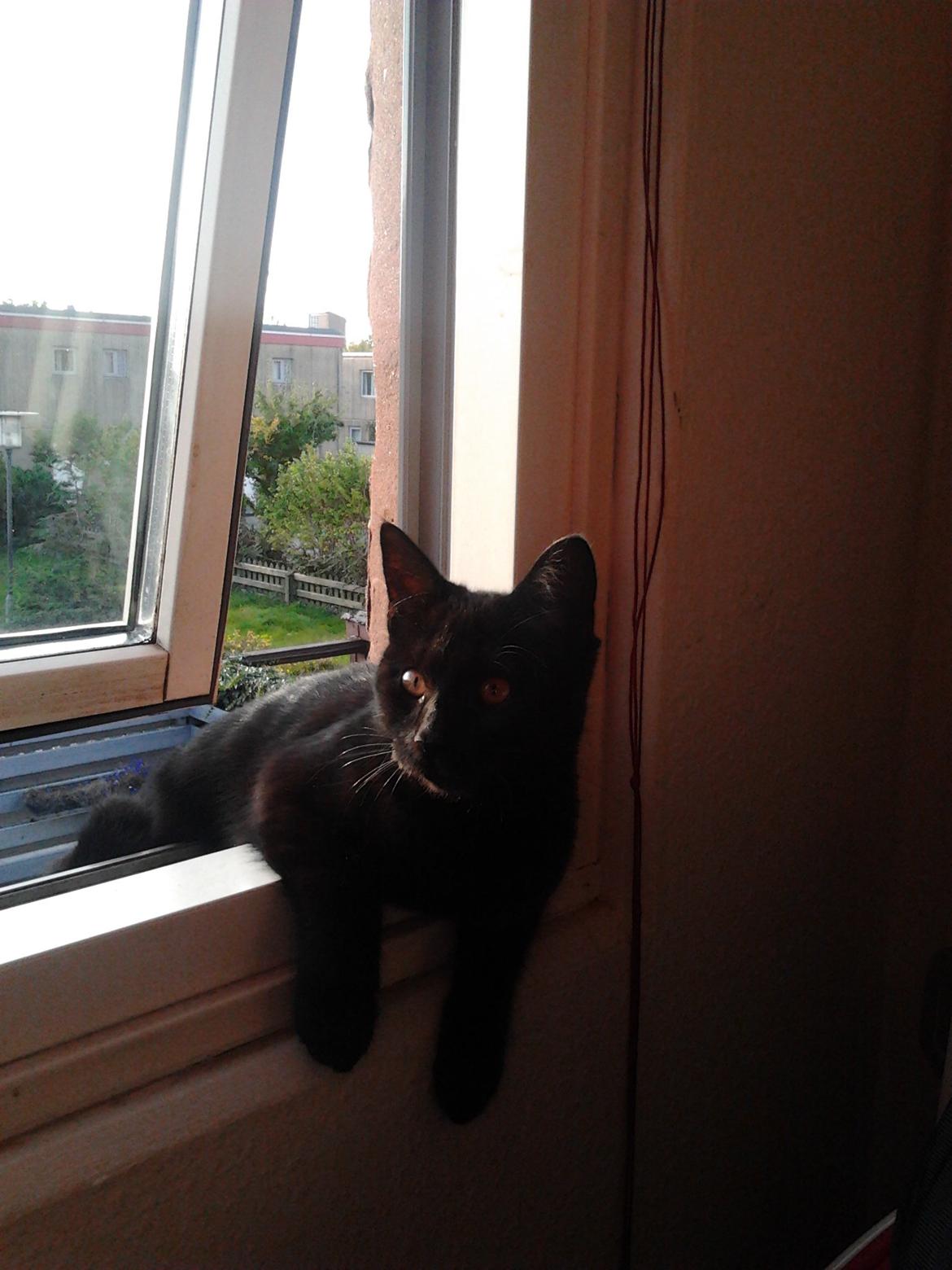 Blanding af racer Tøsen billede 18