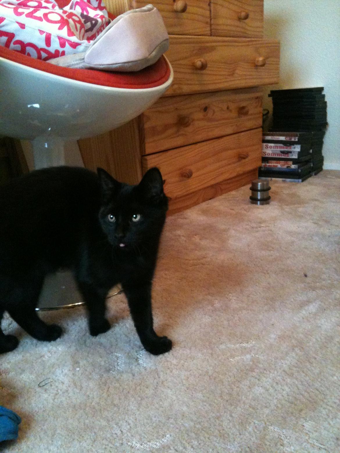 Blanding af racer Tøsen - 26. oktober - vi lister rundt på værelset. billede 19