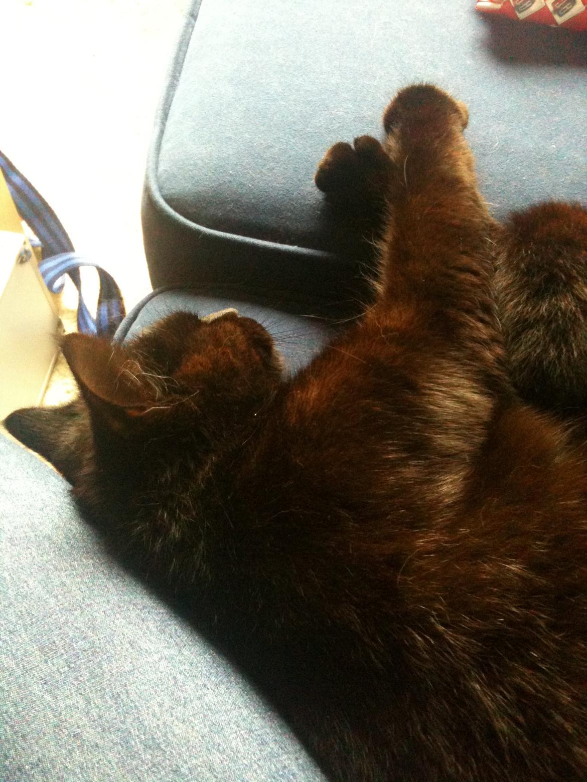 Blanding af racer Tøsen - 10. april 2012 - Vi tager os en lille morfar på sofaen. billede 20