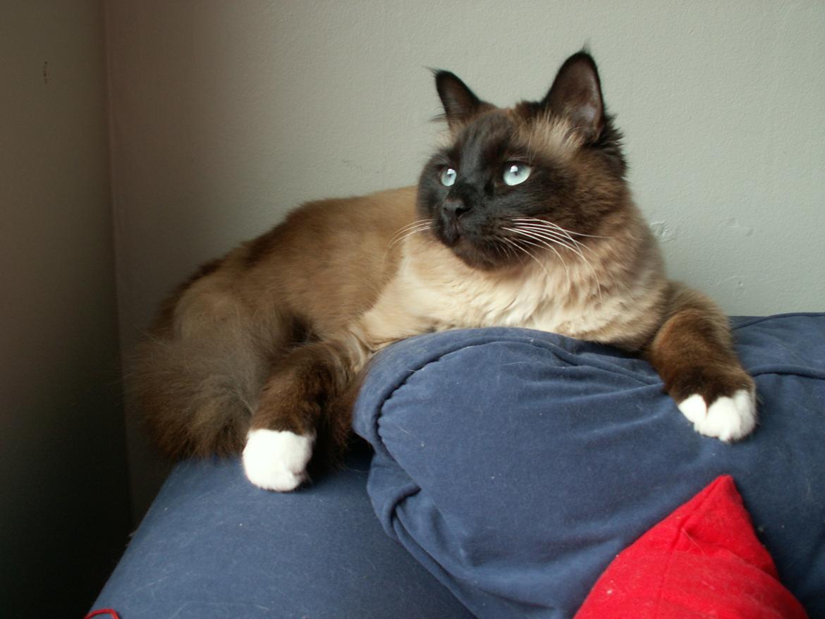 Hellig Birma Bailey - 14. maj 2012 - Bailey ligger på sin yndlings plads "i" sofaen. billede 14