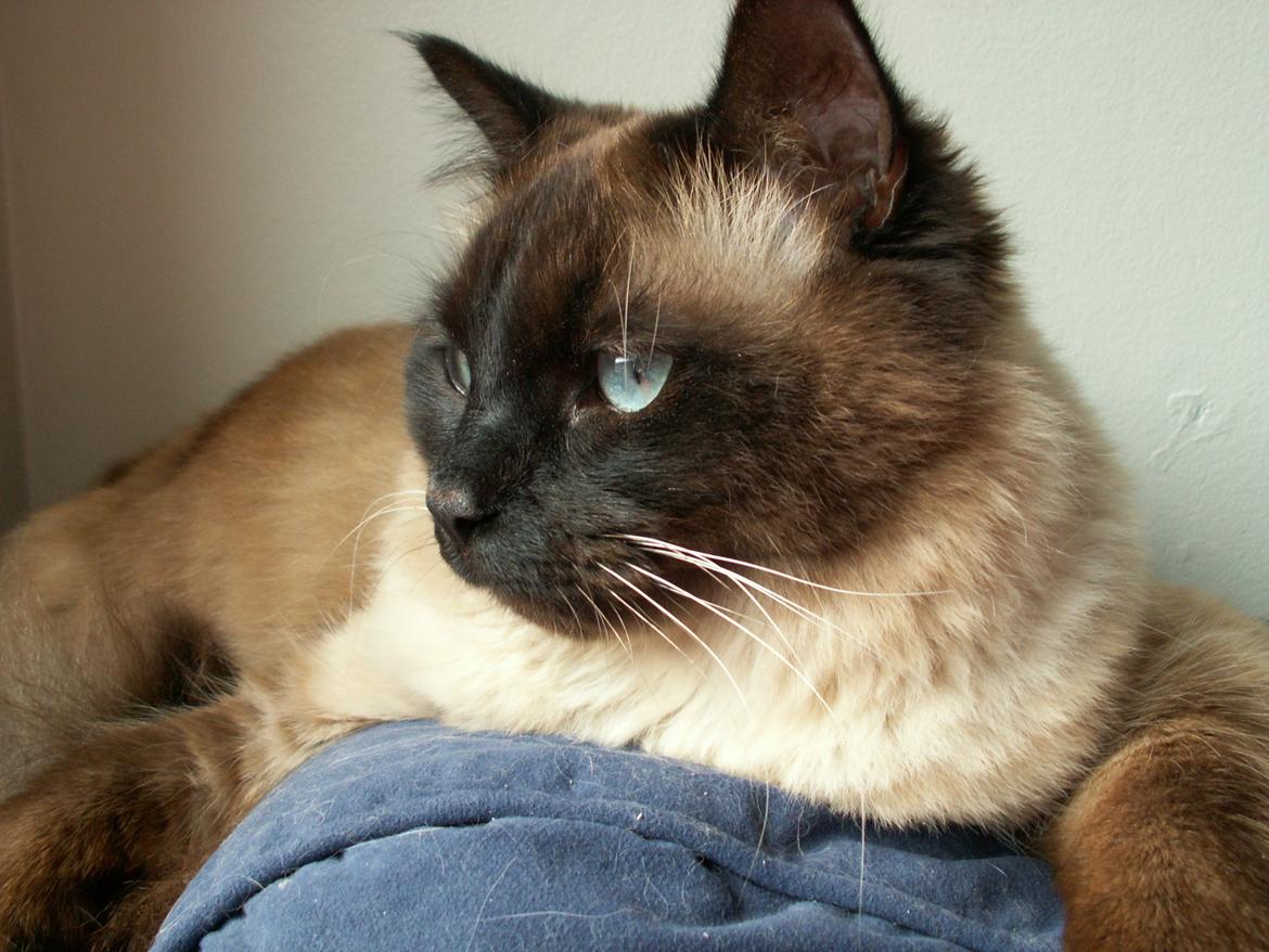 Hellig Birma Bailey billede 15