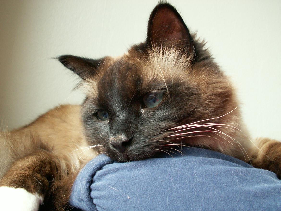 Hellig Birma Bailey billede 16