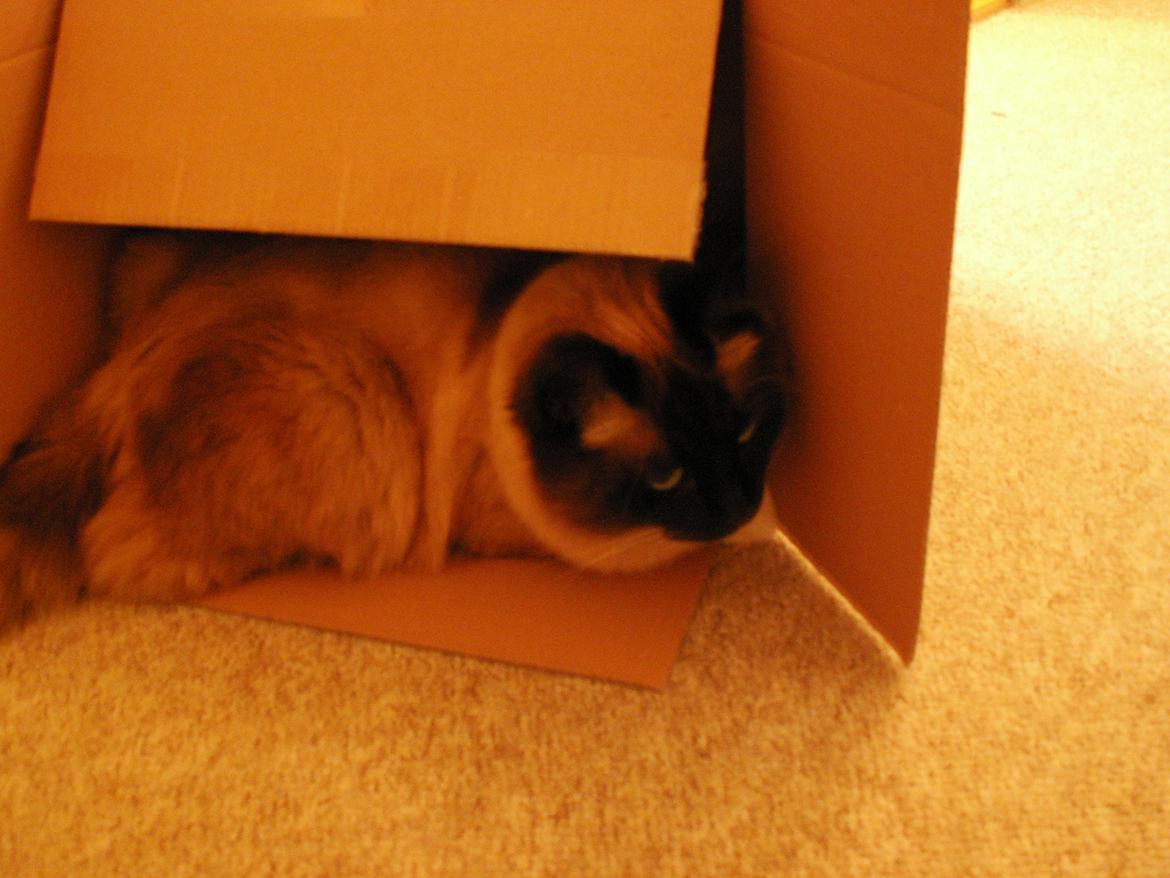 Hellig Birma Bailey - 14. maj 2012 - vi fandt en papkasse på gangen som var det perfekte legetøj. billede 17