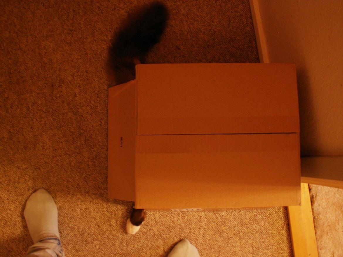 Hellig Birma Bailey - Bailey elsker at kravle ind i kassen der står på hovedet, og derefter angribe med lapperne! billede 18