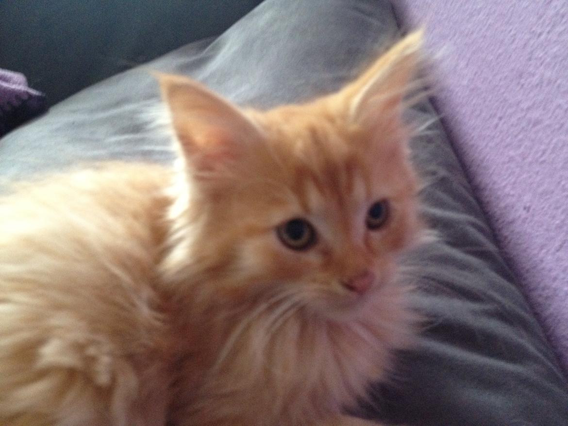 Maine Coon Batmand. billede 3