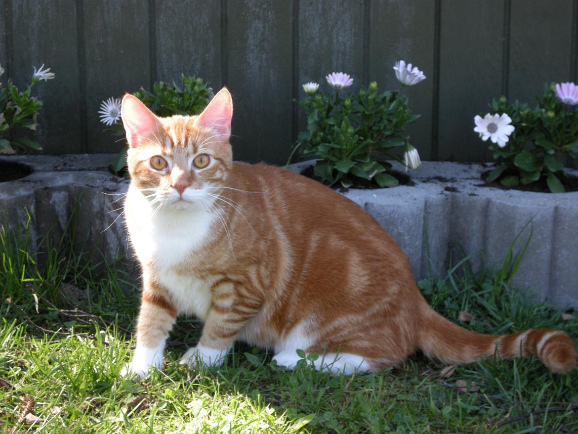 Blanding af racer Luffe billede 1