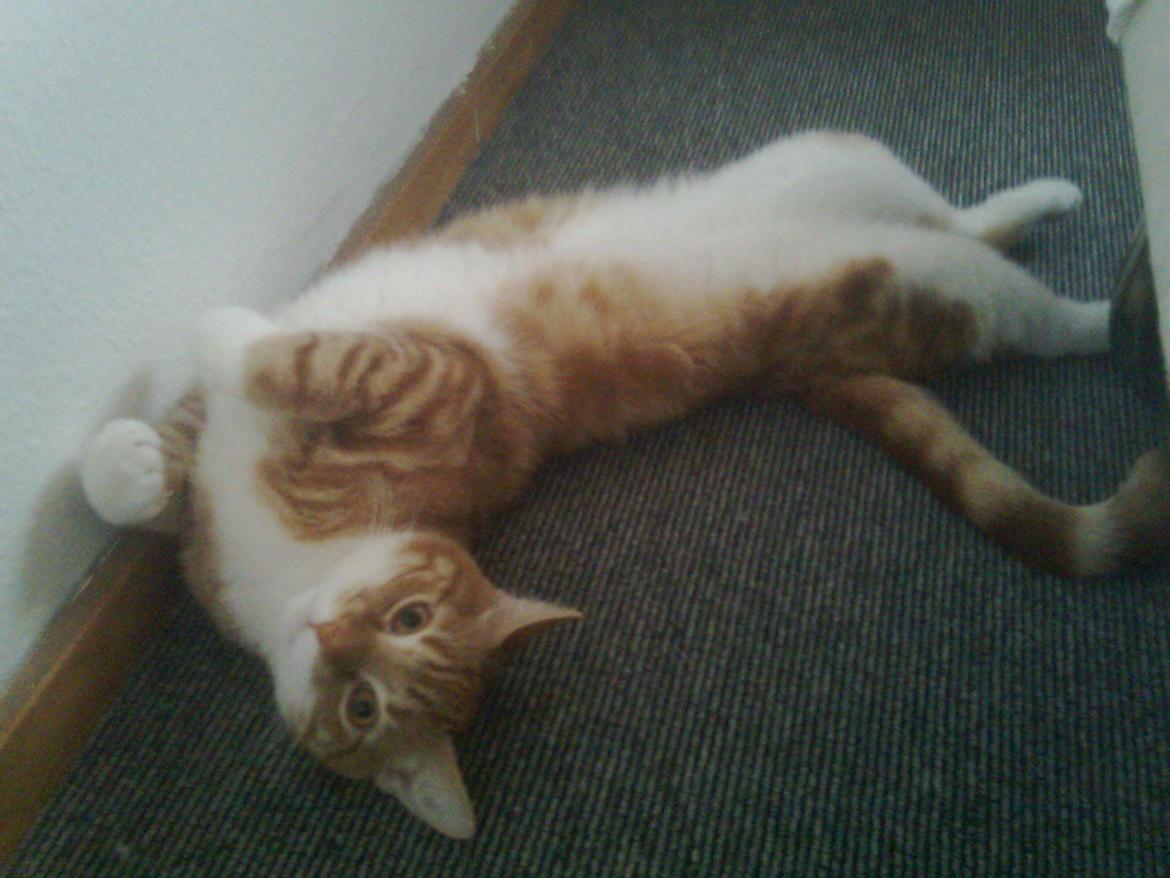 Blanding af racer Luffe billede 2