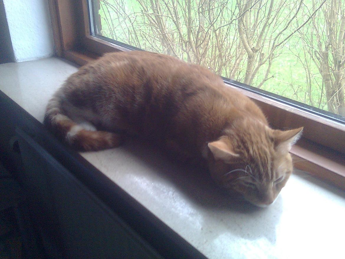 Blanding af racer Luffe billede 4