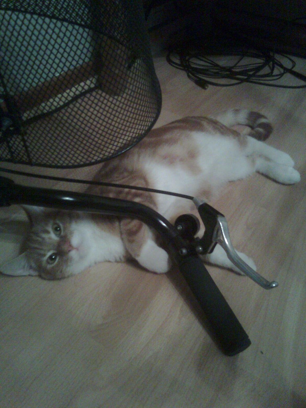 Blanding af racer Luffe billede 5