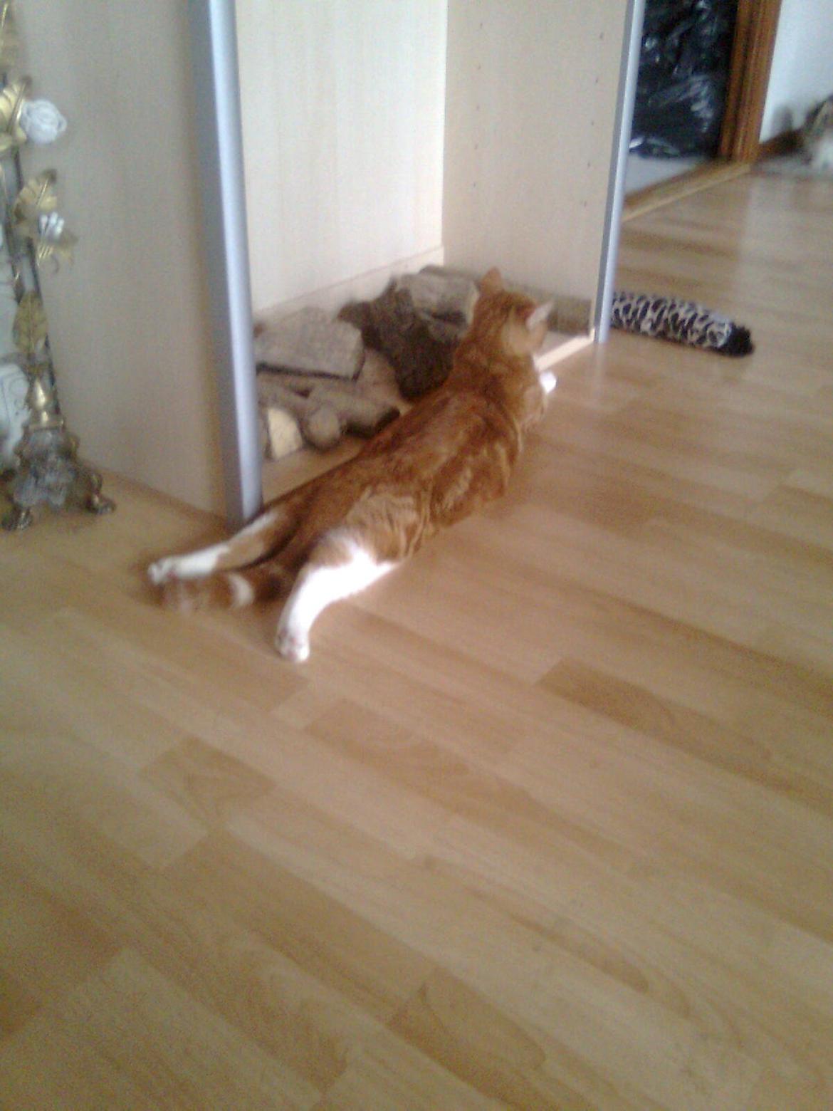 Blanding af racer Luffe billede 6