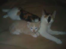 Huskat Pixie - pixie mus hygger med den lille killing tarzan billede 2