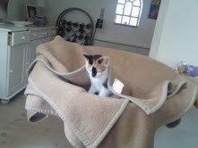 Huskat Pixie - hvorfor gik du fra mig  ??? billede 3