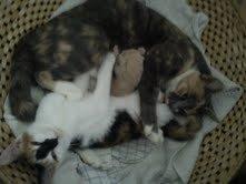 Huskat Pixie - pixie hygger med mille og Tarzan billede 4