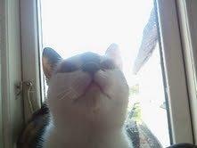 Huskat Pixie billede 5