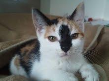 Huskat Pixie billede 6