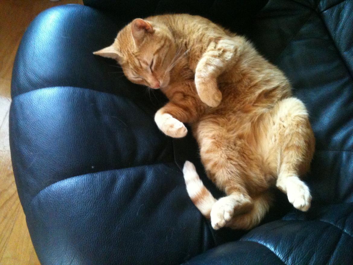 Blanding af racer Felix (Min Øjesten) billede 1