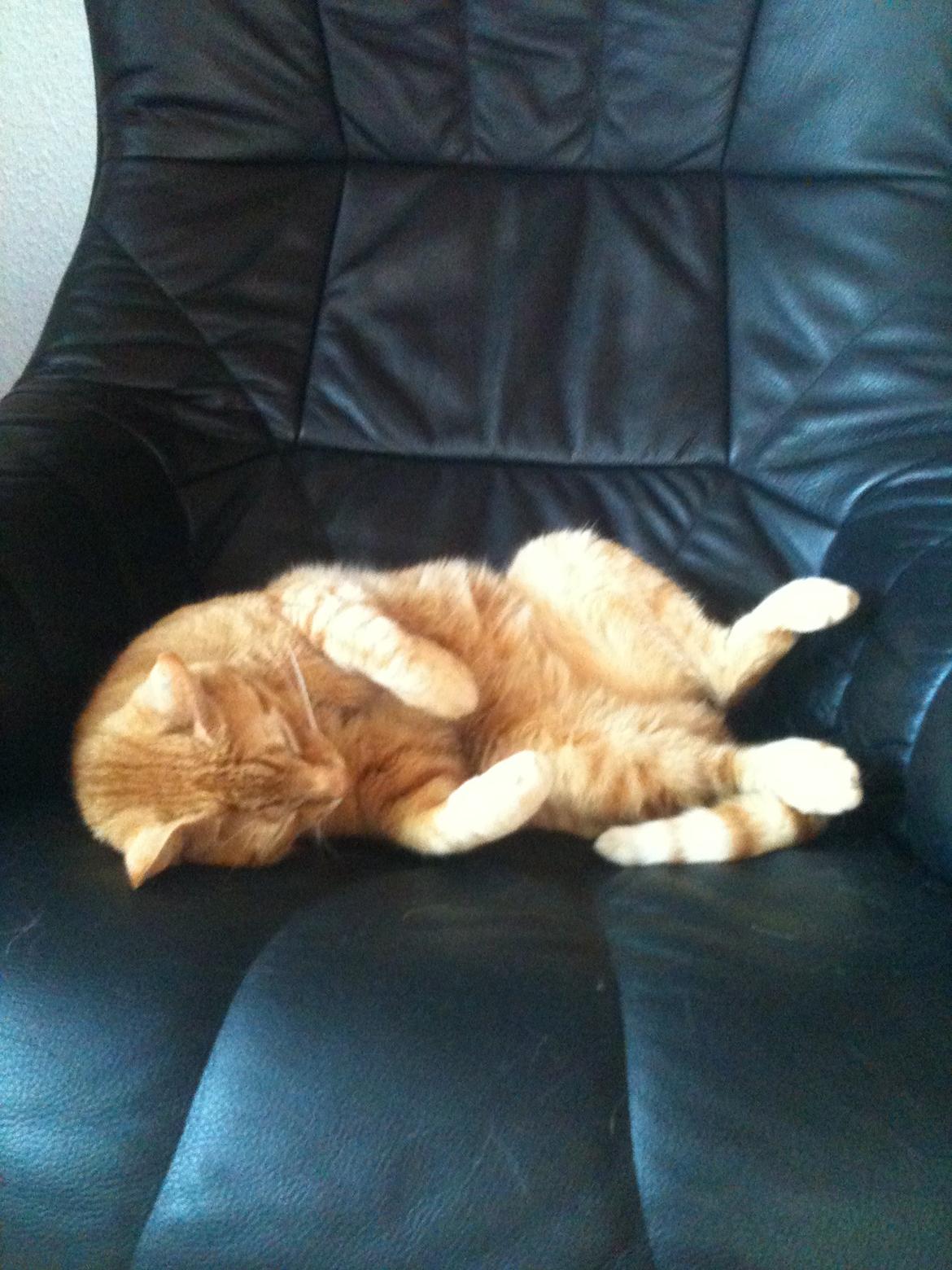 Blanding af racer Felix (Min Øjesten) billede 2