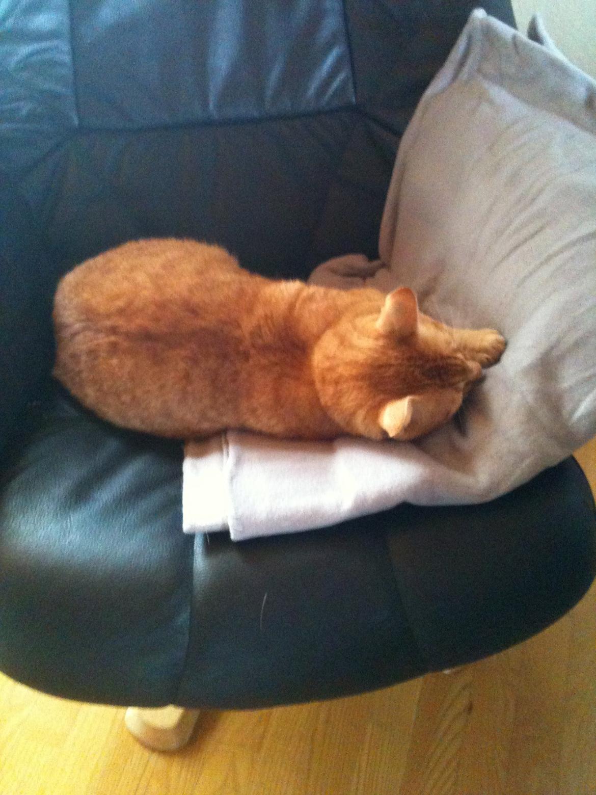 Blanding af racer Felix (Min Øjesten) billede 3