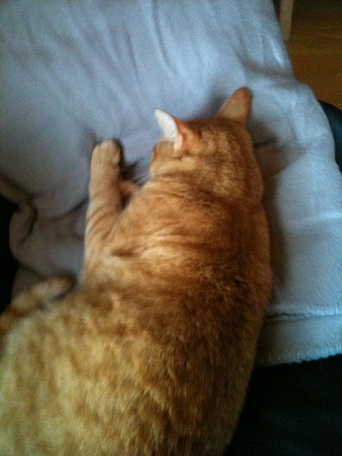 Blanding af racer Felix (Min Øjesten) billede 4