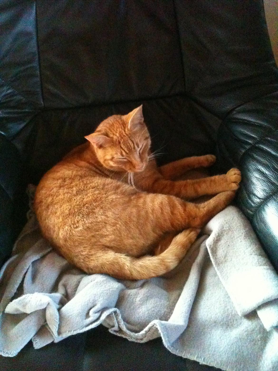 Blanding af racer Felix (Min Øjesten) billede 5