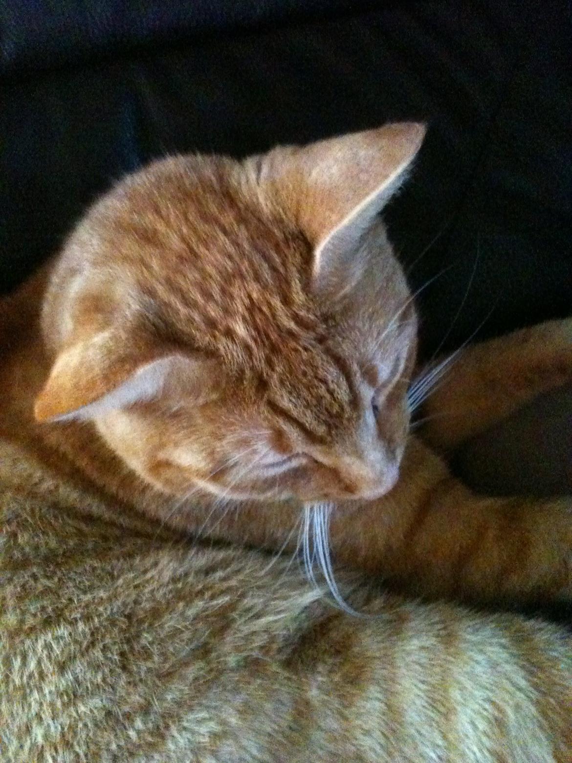 Blanding af racer Felix (Min Øjesten) billede 6