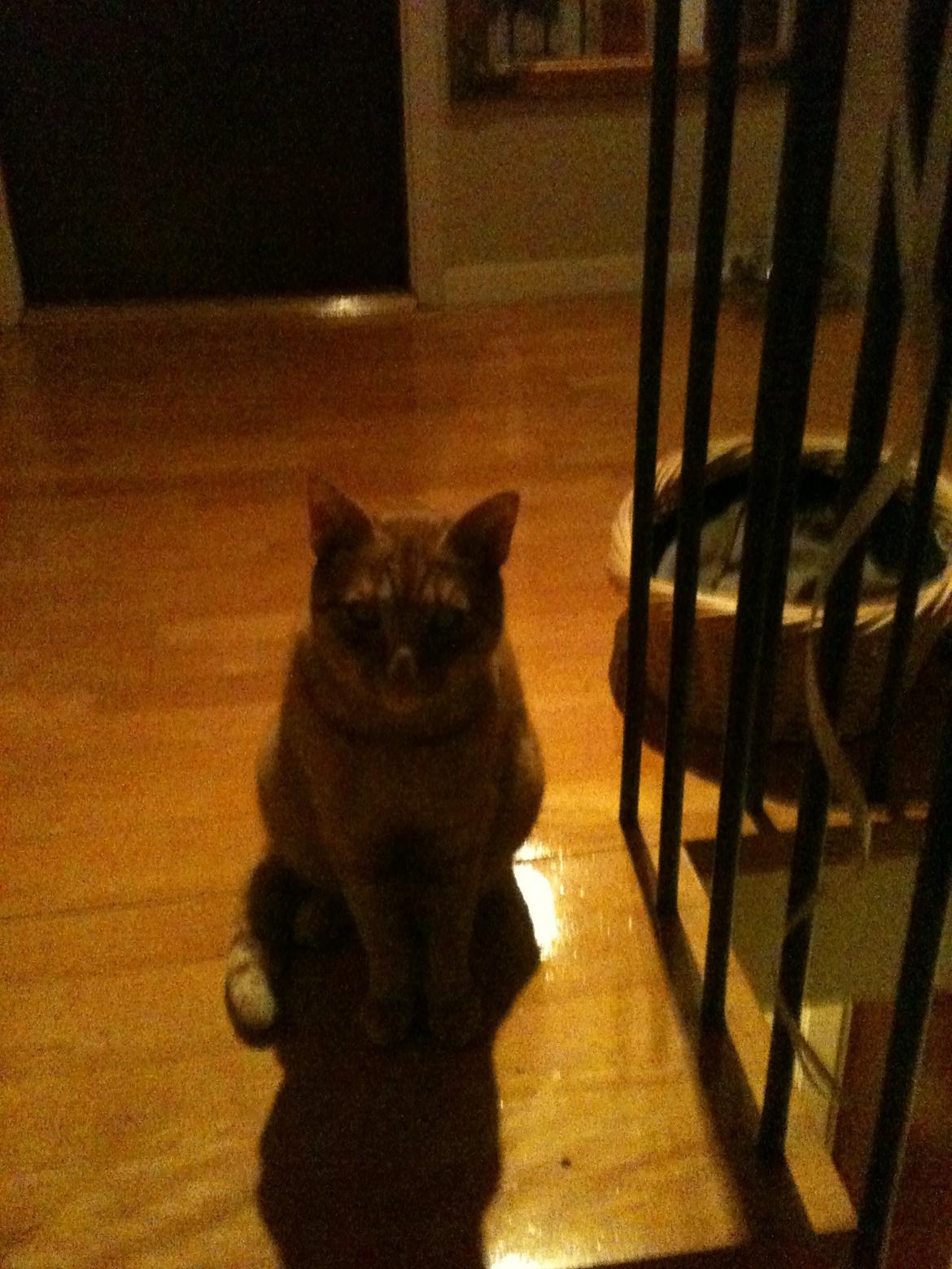 Blanding af racer Felix (Min Øjesten) billede 7