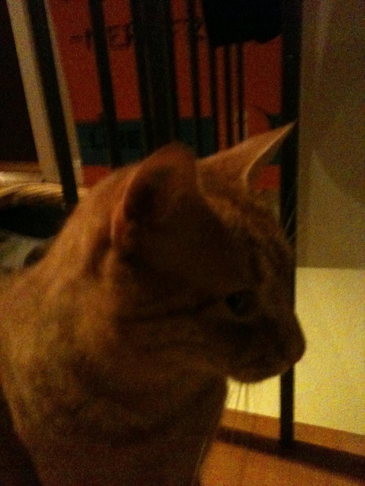 Blanding af racer Felix (Min Øjesten) billede 8