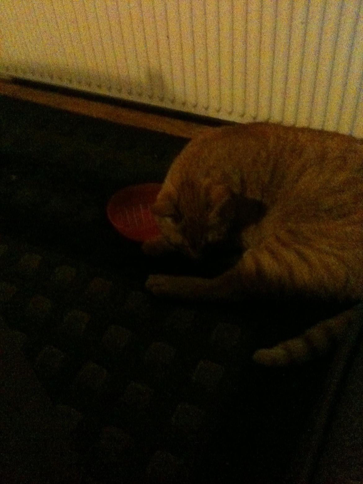 Blanding af racer Felix (Min Øjesten) billede 9