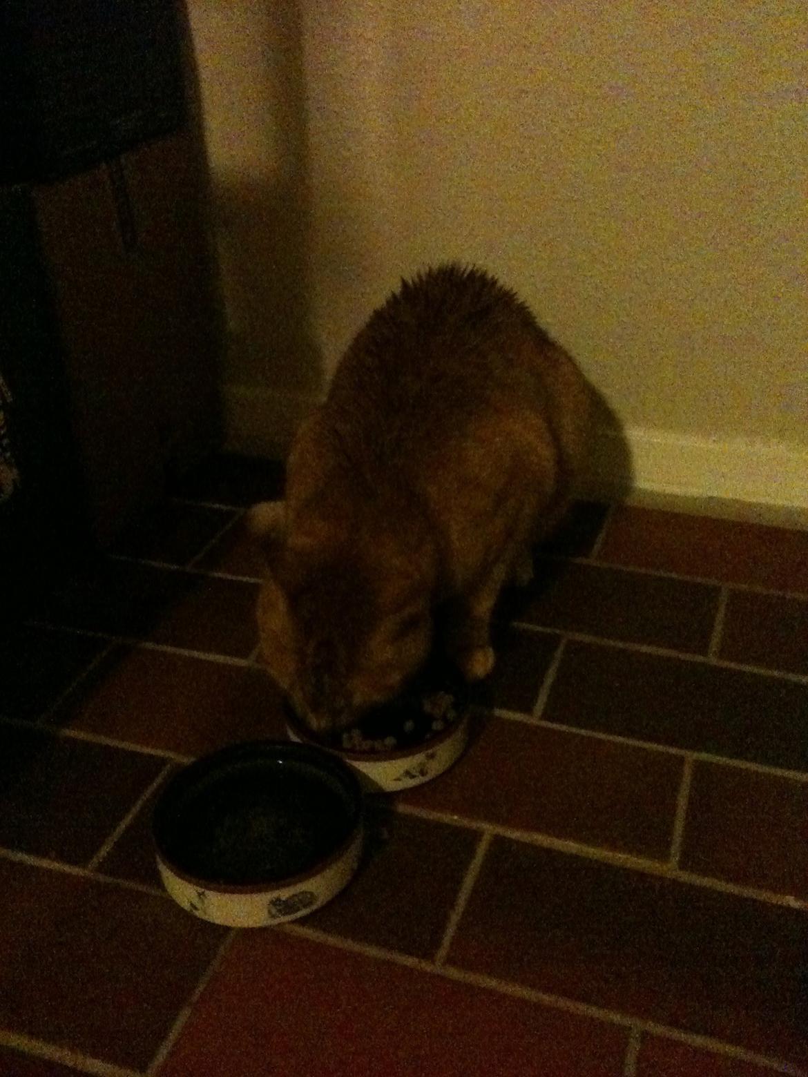 Blanding af racer Felix (Min Øjesten) billede 10