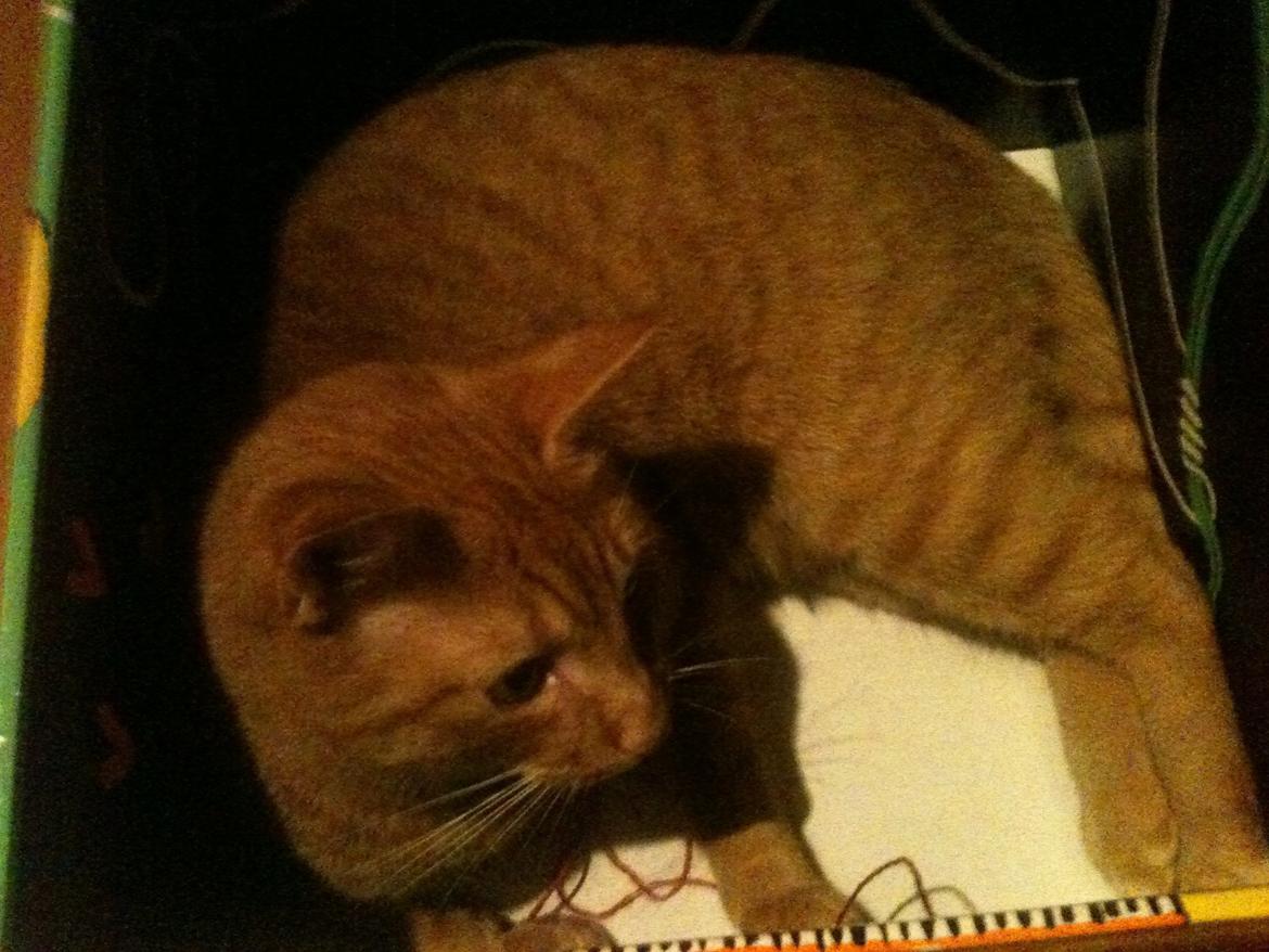 Blanding af racer Felix (Min Øjesten) billede 11