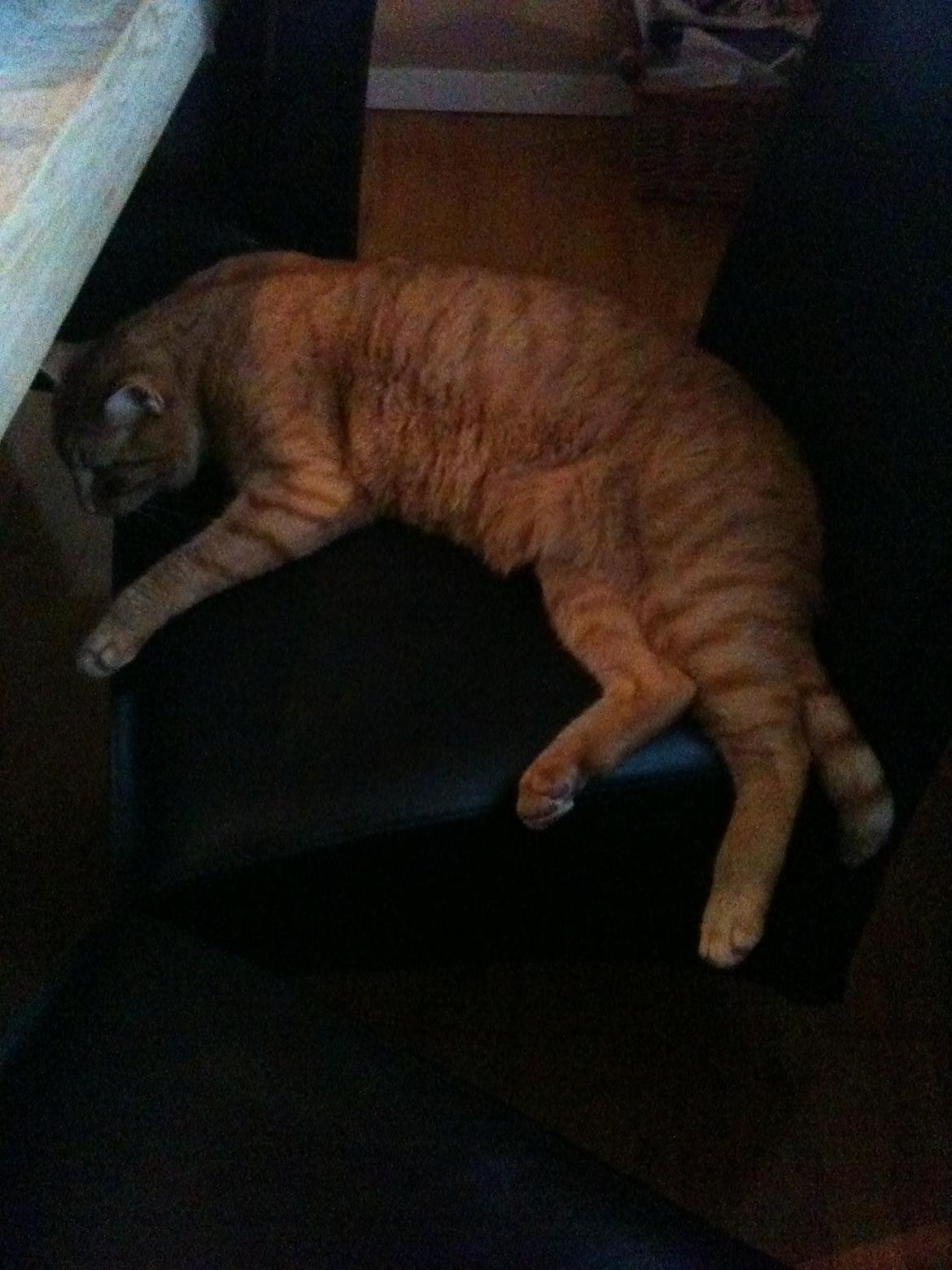 Blanding af racer Felix (Min Øjesten) - felix som lægger og hygger:) billede 12