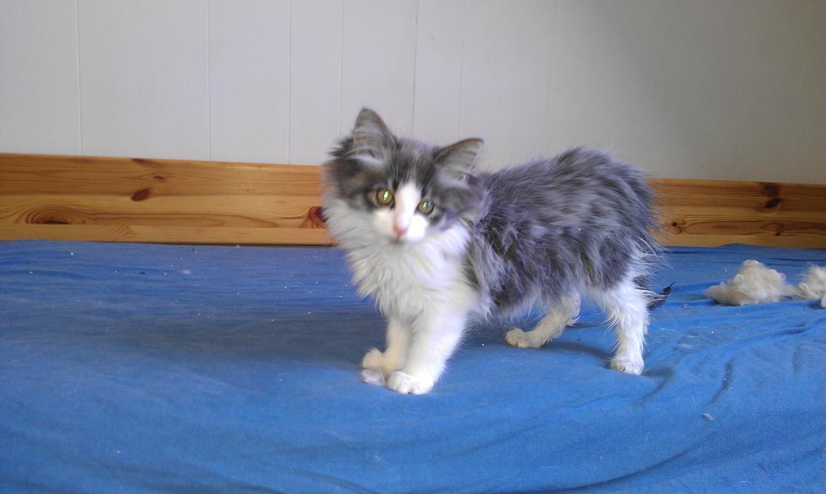 Maine Coon Aslan billede 1