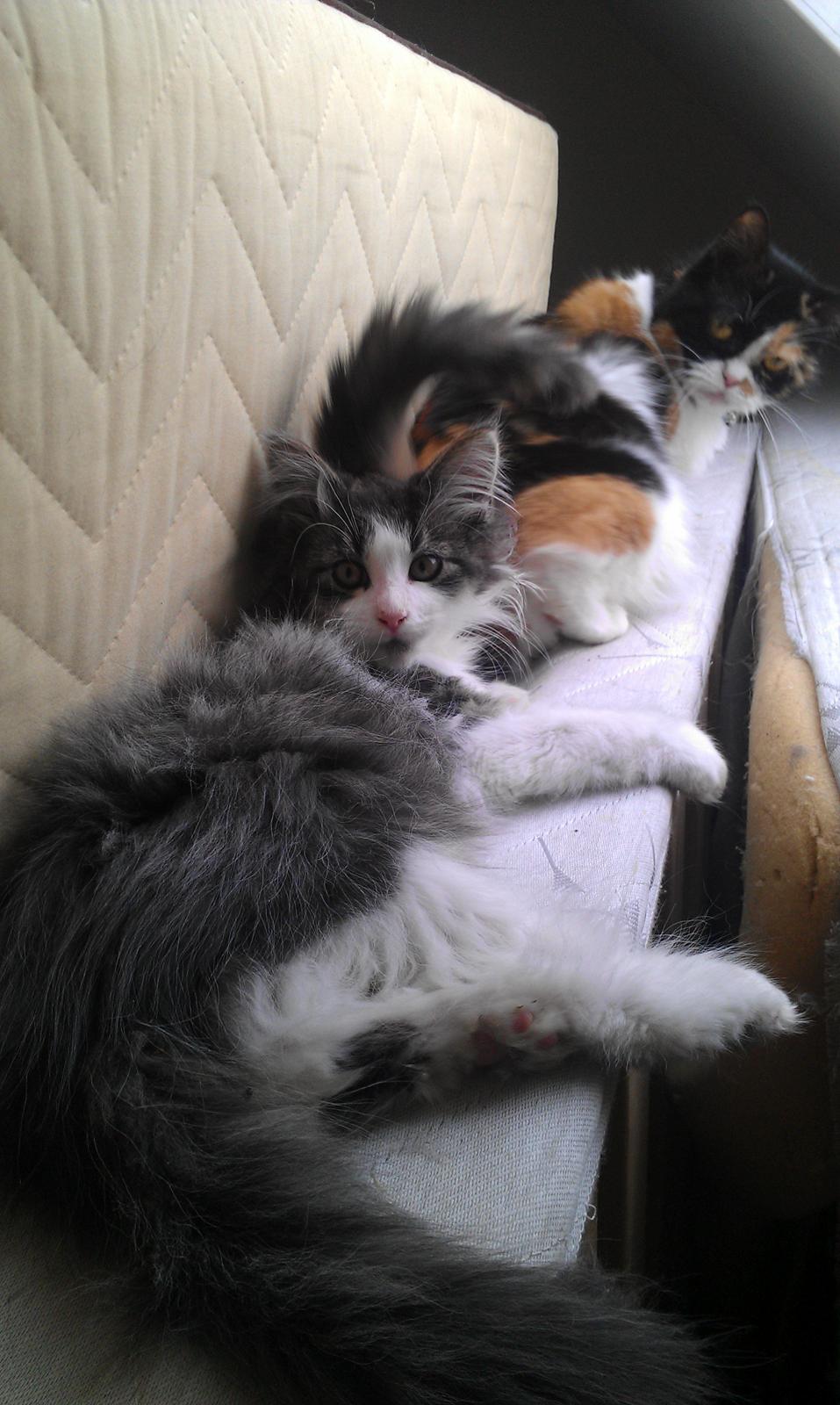 Maine Coon Aslan billede 2