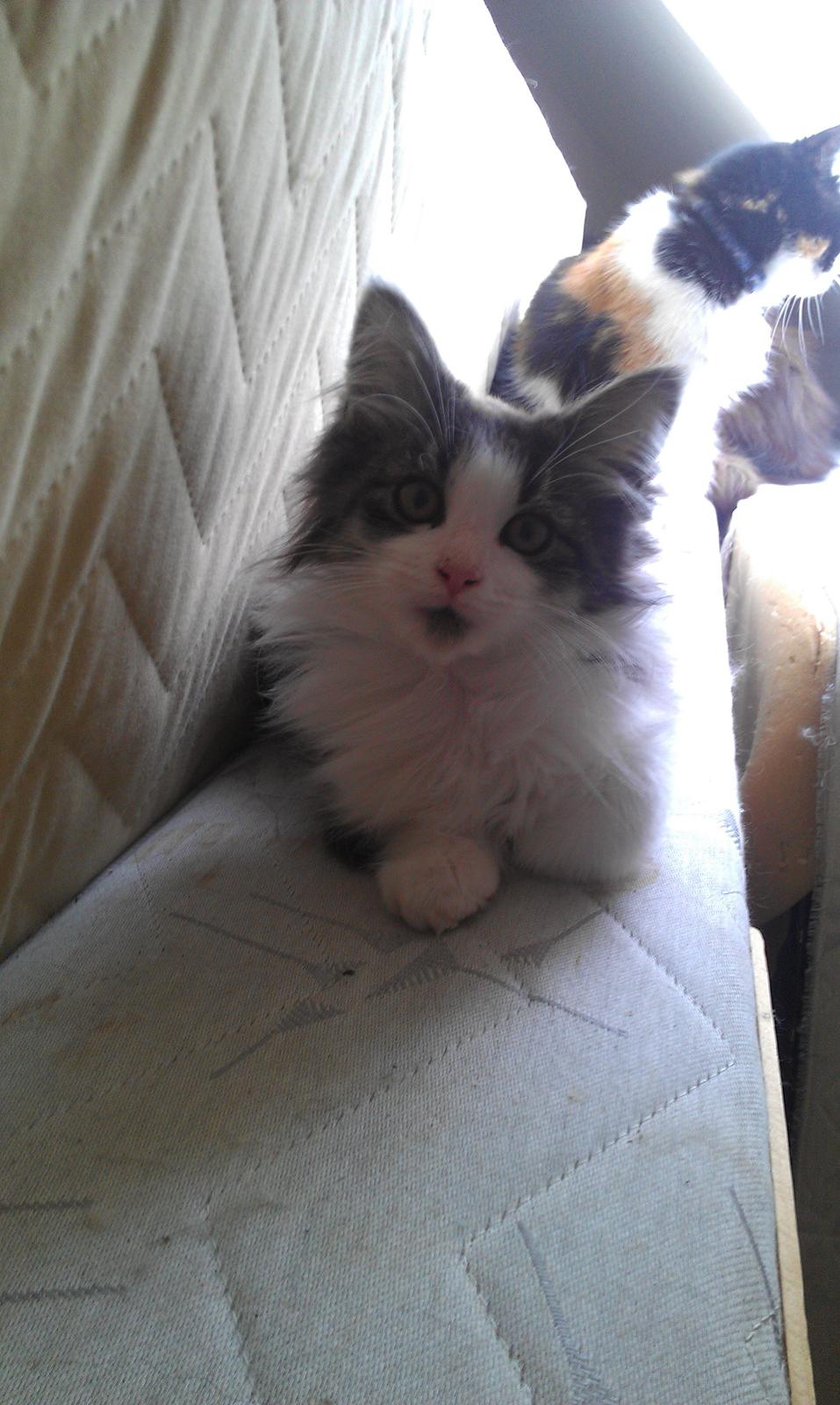 Maine Coon Aslan billede 3