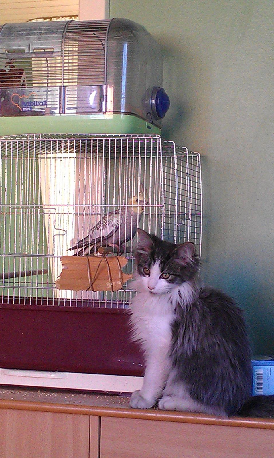 Maine Coon Aslan billede 4